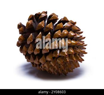 Pointed Pine Cone Cut Out on White. Stock Photo
