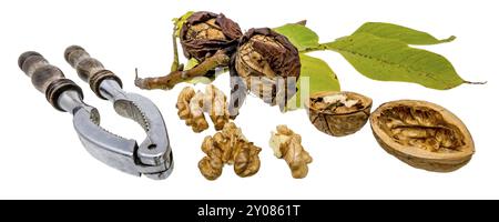 Walnuts and nutcracker with fresh walnuts on a branch and green leaves, cropped on white Stock Photo