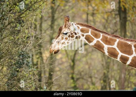 Reticulated giraffe (Giraffa camelopardalis reticulata), portrait, Germany, Europ, Europe Stock Photo