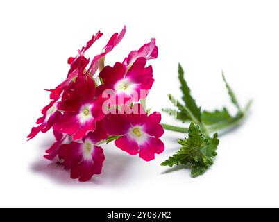 Pink Wild Flowers Cut Out on White. Stock Photo