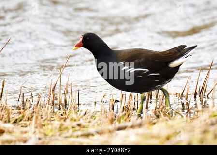 Den Helder, Netherlands. February 2023. Various wading birds looking for food Stock Photo