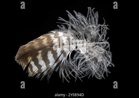 Macro shot of a buzzard feather cropped on black Stock Photo