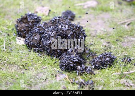 Horse droppings with flies Stock Photo