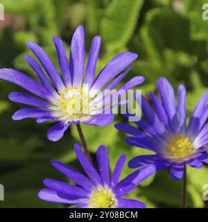 Anemone blue, Greek windflower 02 Stock Photo