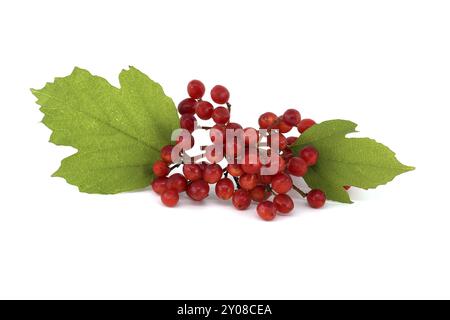 Guelder Rose or Viburnum Opulus plant berries and leaves isolated on white background Stock Photo