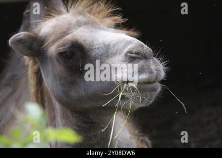 Grass-eating Bactrian camel Stock Photo