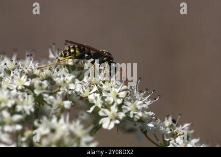 Wasp in a meadow chervil Stock Photo