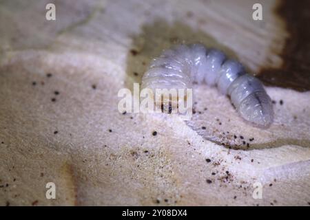 Bark beetle larva Stock Photo