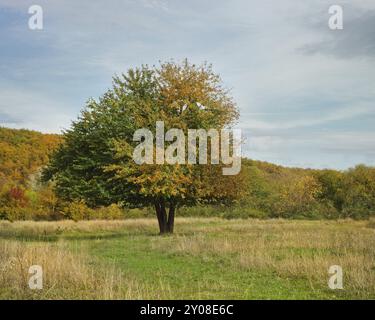 Lonely beautiful autumn apple tree. Autumn landscape Stock Photo