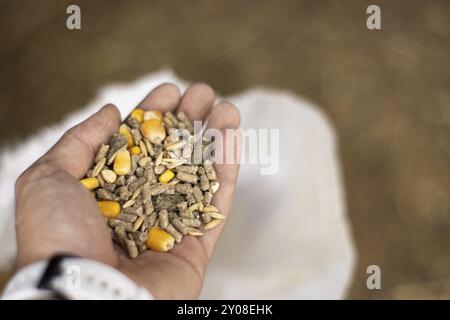 Close up of farmer's hand holding compound cattle feed in palms Stock Photo