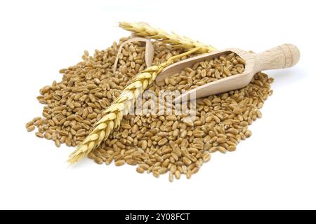 Wheat grain seeds spilling from two wooden scoops near to ripe wheat ears over white background with selective focus Stock Photo