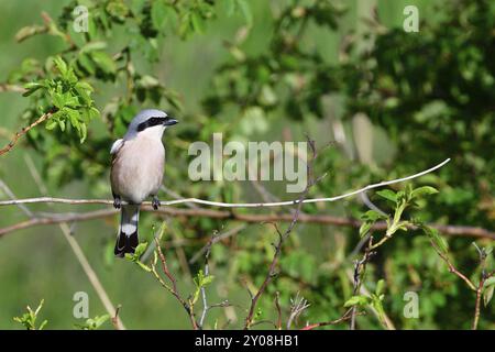 Male Red-backed shrike in spring. Red-backed shrike in spring Stock Photo