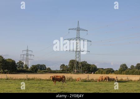 Cows grazing in a meadow under electricity pylons on a sunny summer day, borken, muensterland, germany Stock Photo