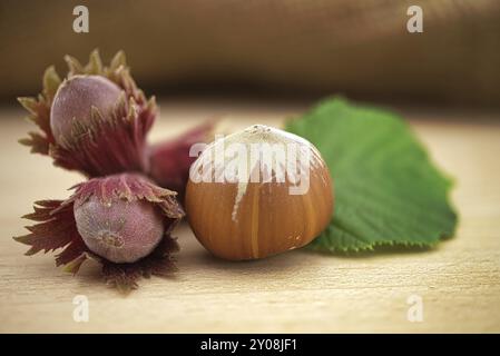 Ripe brown hazelnuts and young hazelnuts with leafs beside the jute sack on a wooden table Stock Photo