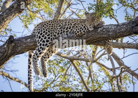 African leopard, Panthera pardus, lying on tree, Manyeleti Game Reserve, South Africa, Africa Stock Photo