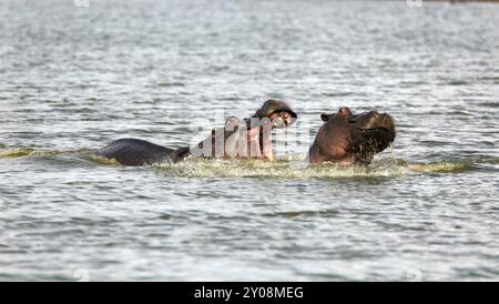 Fighting hippos in Kruger National Park Stock Photo