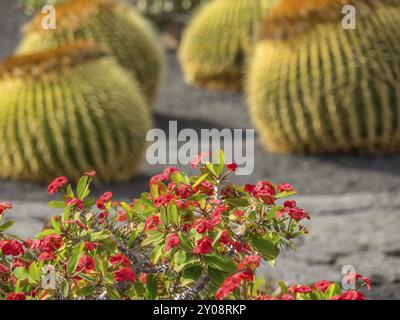 Flowering cacti in a rocky desert landscape with spherical cacti species in the background, lanzarote, Canary Islands, Spain, Europe Stock Photo