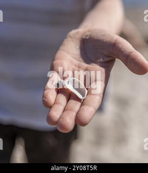 Hand holding different kinds of shells found on a beach Stock Photo