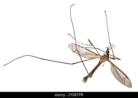 Large dead meadow snake, Tipula paludosa, lying on its back exposed on white Stock Photo