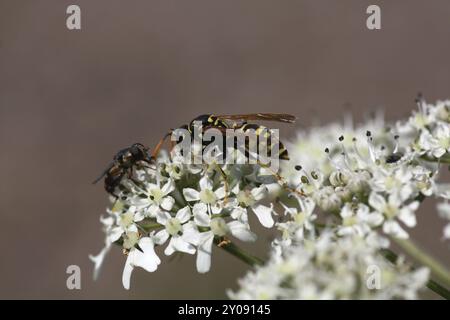 Wasp in a meadow chervil Stock Photo