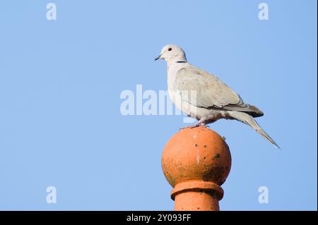 Streptopelia decaocto aka Eurasian Collared Dove perched on the roof in residential area. Isolated on sky background. Stock Photo