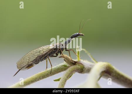 Kamelhalsfliege, Snakeflies, Raphidioptera Stock Photo