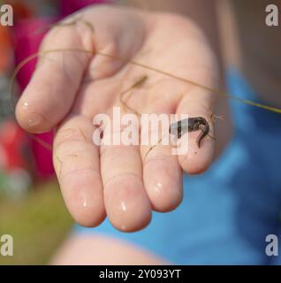 A frog tadpole with developed limbs held in a hand Stock Photo