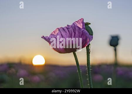 Poppy blossom in front of the rising sun Stock Photo