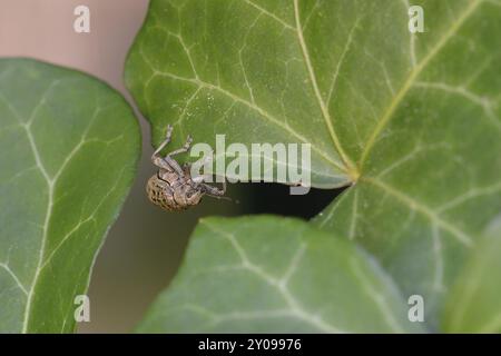 Curculio nucum on a leaf. Hazelnut borer on a leaf Stock Photo