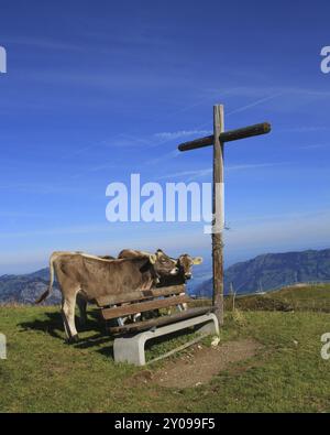 Summer scene in Stoos, Swiss Alps. Calves, bench and summit cross on top of mount Fronalpstock Stock Photo