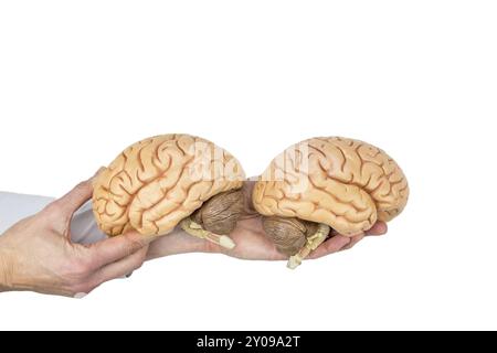 Hands holding models human brain hemispheres isolated on white background Stock Photo