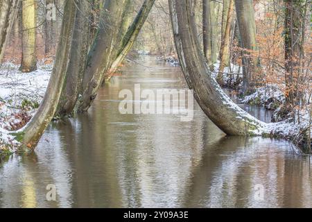 Curved tree trunks along forest stream with snow in winter Stock Photo