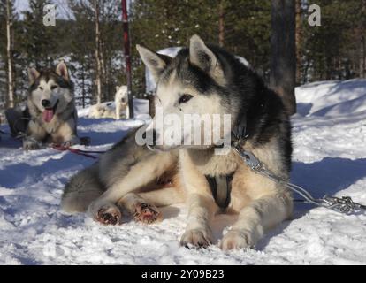 Sled dogs Stock Photo