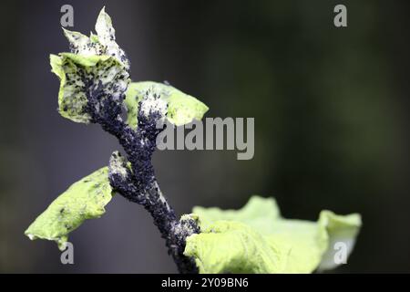 Black bean aphids on a cabbage thistle Stock Photo