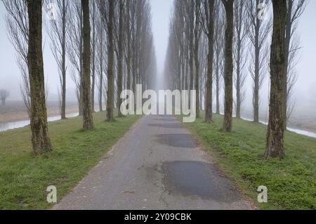 Bike road between tree rows in fog, Holland Stock Photo