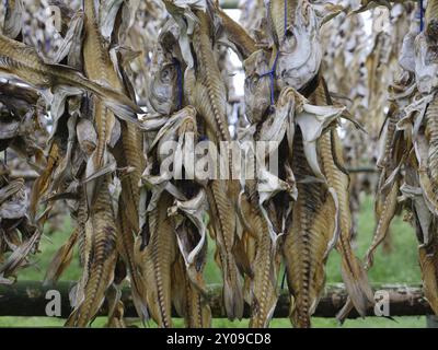 Fish carcass on drying rack in Iceland Stock Photo