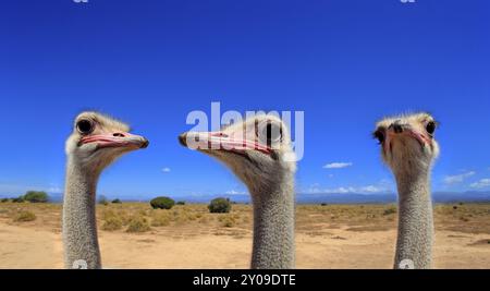 South african ostrich (Struthio camelus australis), adult, male, portrait, group, ostriches, ratites, flightless, digital composition, montage, Oudtsh Stock Photo