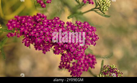 Red flower with beautiful petals individually depicted on a flower meadow. The flower in meadow bokeh Stock Photo