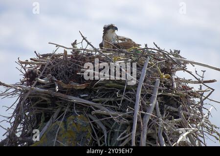 Western Osprey (Pandion haliaetus) sitting on its nest, built on rocks Osprey, sitting on the nest, built on rocks Stock Photo