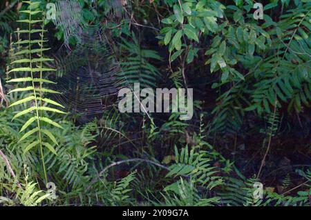 Wide view of a spider web on green fern plants with dark trees in the background. Bright Sunshine on the left  and shade in the early morning sun Stock Photo