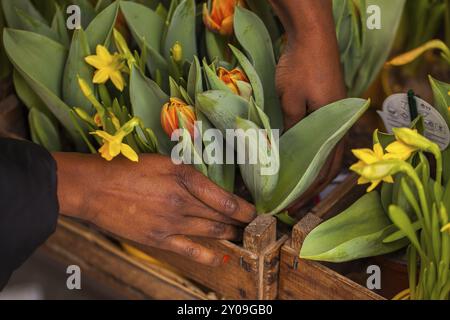 Florist cares for spring flowers Stock Photo