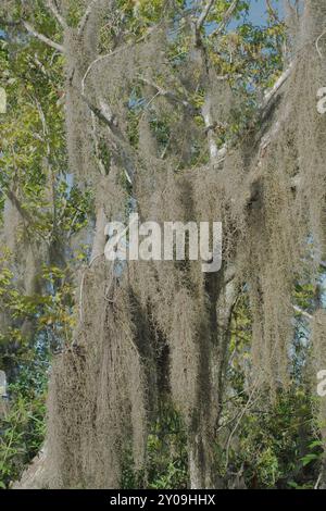 Large Spanish moss hanging from green trees. Florida Sunshine and shade in the early morning sun with a bright blue sky. Room for copy. Copy space. Stock Photo