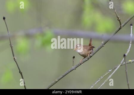 Eurasian wren singing in spring. Singing male Eurasian wren (Troglodytes troglodytes) Stock Photo