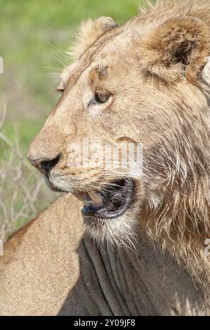 Up close portrait of a young male lion, showing only his head and face Stock Photo