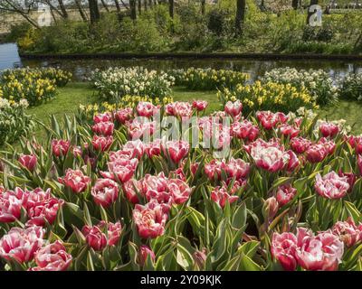 Pink, red and yellow tulips in a fully blooming flower bed in front of a water area in a park setting, Amsterdam, the Netherlands Stock Photo