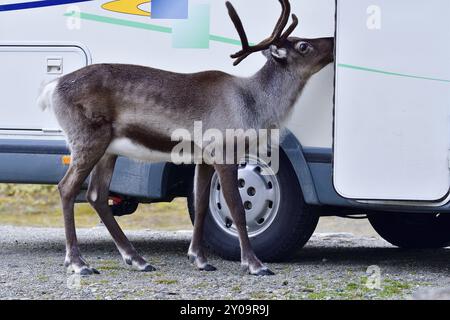 Unreasonable love of animals. Begging reindeer in autumn in Sweden Stock Photo