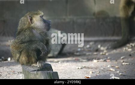 Green baboon (Anubis baboon) Stock Photo