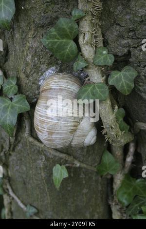 Vineyard snail in dry dormancy on a tree trunk Stock Photo