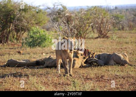 Pride of lions feeding on a buffalo Stock Photo