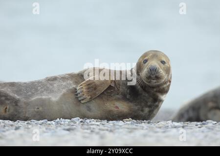 Grey seal (Halichoerus grypus), adult male animal, bull, lying on the beach, Heligoland, dune, North Sea, island, Schleswig-Holstein, Germany, Europe Stock Photo